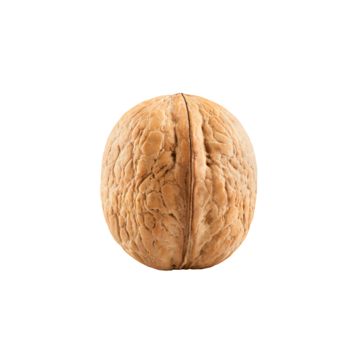 Single walnut png transparent image free download