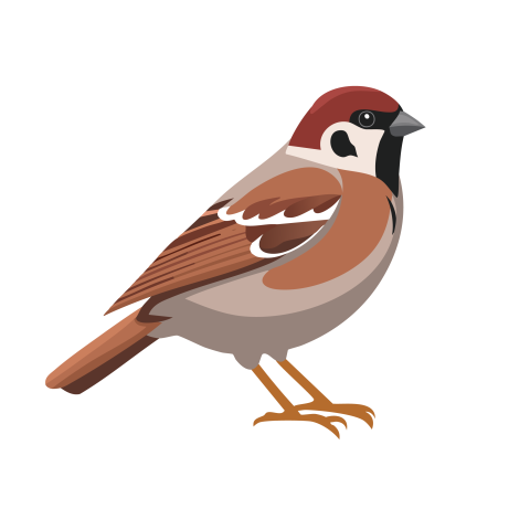 Sparrow illustration png background