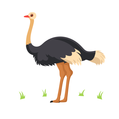 Ostrich illustration png free