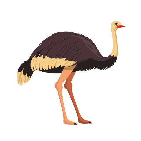 Ostrich illustration png images download