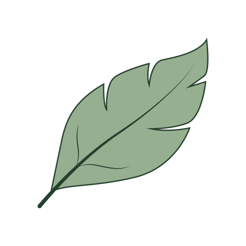 Green leaf png vector transparent