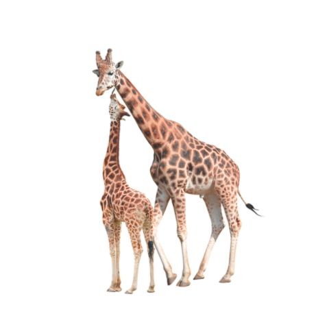 Giraffe png free download