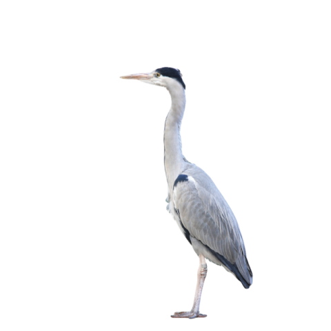 Heron png transparent image download free