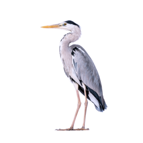 Grey heron png images free download
