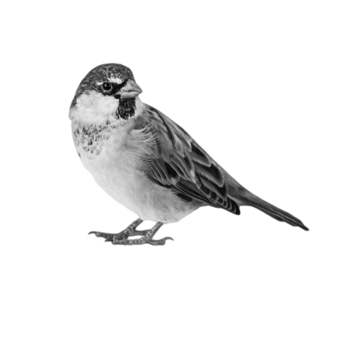 Sparrow png