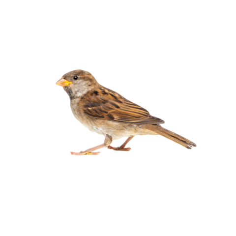 House sparrow png