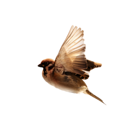 Flying sparrow png images download