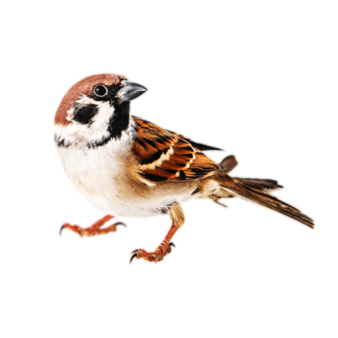 Sparrow png images free download