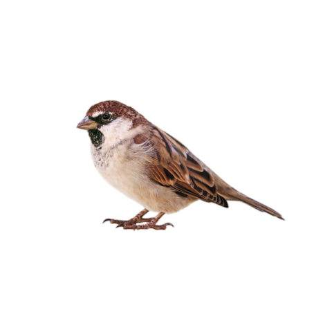 Sparrow png transparent images free download