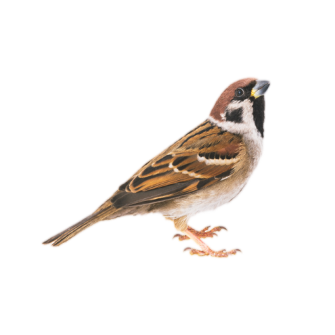 Colorful sparrow png