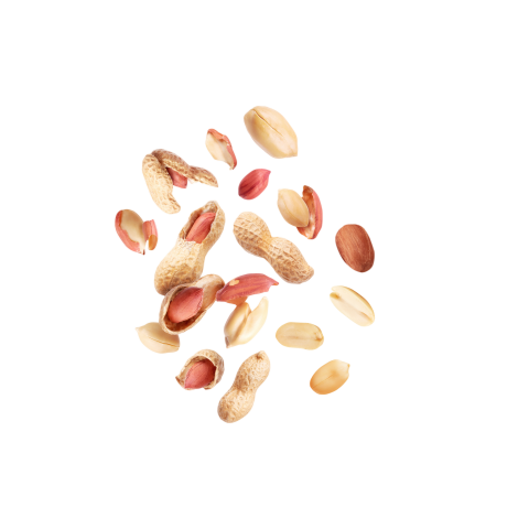 Peanut transparent background download