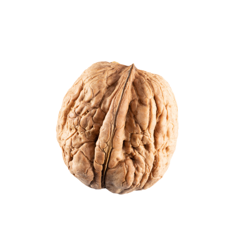 Single walnut png image download