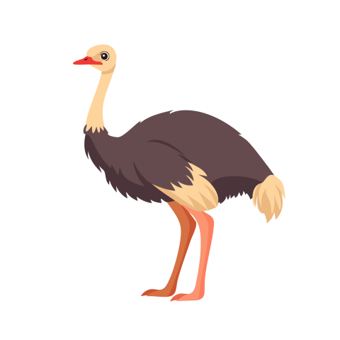 Ostrich illustration png transparent